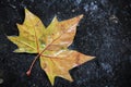 Autumn leaf