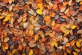 autumn leaf pile viewed from overhead