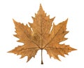 Autumn leaf of plane tree Royalty Free Stock Photo