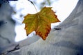 Autumn leaf and plane tree with light bark in the background Royalty Free Stock Photo