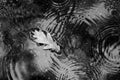 Autumn leaf in puddle. Black and white. Royalty Free Stock Photo