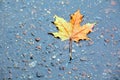 Autumn leaf rain asphalt city Royalty Free Stock Photo