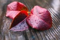 Autumn leaf under the rain 17 Royalty Free Stock Photo