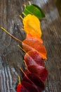 Autumn leaf under the rain 7 Royalty Free Stock Photo