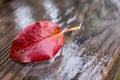 Autumn leaf under the rain 23 Royalty Free Stock Photo