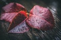 Autumn leaf under the rain 19 Royalty Free Stock Photo