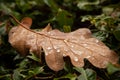 Autumn leaf with raindrops Royalty Free Stock Photo