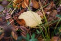 autumn leaf with raindrops. fallen leaves