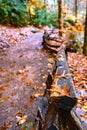 Autumn leaf with raindrops in the autumn forest. Close-up, selective focus Royalty Free Stock Photo