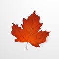 Autumn leaf. Realistic beautiful Autumn maple leaf isolated on a white background. Design concept for the websites Royalty Free Stock Photo