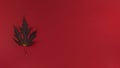 Autumn leaf on a red background. Simple flat lay banner with copy space.