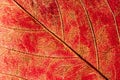 Autumn leaf with red and yellow flowers. Texture of red autumn leaf tree Royalty Free Stock Photo