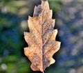 Autumn leaf and rime