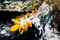 the autumn leaf in the river Royalty Free Stock Photo