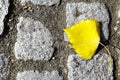 Autumn leaf on road