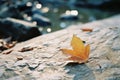 autumn leaf on the rocks by the river Royalty Free Stock Photo