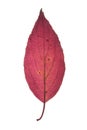 Autumn leaf of Roughleaf Dogwood isolated on white Royalty Free Stock Photo