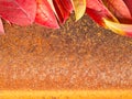 Autumn leaf on old rusty metal corroded texture, orange background Royalty Free Stock Photo