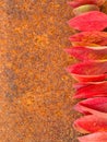 Autumn red, orange, leaf on old rusty metal corroded texture, orange background