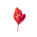 Autumn leaf - Sassafras. Autumn maple leaf isolated on a white background. Watercolor illustration.