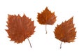 Autumn leaves with serrated margin isolated on white. Transparent png additional format Royalty Free Stock Photo