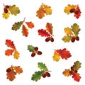 Autumn leaf set. Fall leaves icons. Nature symbol