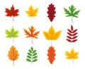 Autumn leaf. Set of autumn leaves of maple, oak, beech, birch andchestnut. Yellow, orange, red, green and brown color of leaves. Royalty Free Stock Photo