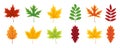 Autumn leaf. Set of autumn leaves of maple, oak, beech, birch and chestnut. Yellow, orange, red, green, brown color of leaves. Royalty Free Stock Photo