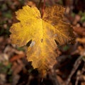 Autumn leaf