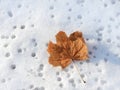 Autumn leaf on snow
