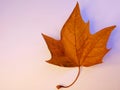 Autumn leaf, lighting Royalty Free Stock Photo