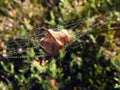 Autumn leaf in spider net with dew, Lithuania Royalty Free Stock Photo