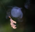 Autumn leaf with spider thread against a bokeh background