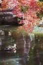 Autumn leaf and Spot-billed Duck