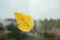 Autumn leaf stuck to window glass on rainy day, space for text Royalty Free Stock Photo