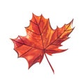Autumn leaf - Sugar maple. Autumn maple leaf isolated on a white background. Watercolor illustration. Royalty Free Stock Photo