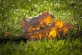 Autumn leaf on the sun. Beautiful leaf in autumn sunny day in grass and blurry background. No people, close up, copy space. Royalty Free Stock Photo