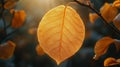 Autumn Leaf in Sunlight Forest Royalty Free Stock Photo