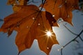 Autumn leaf with sunstar