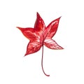 Autumn leaf - Sweet gum. Autumn maple leaf isolated on a white background. Watercolor illustration. Royalty Free Stock Photo