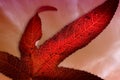 Detailed Macro of a Red Sweet Gum Leaf Royalty Free Stock Photo