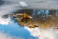 Autumn leaf of a sycamore tree in a puddle of clear water with a sky display in the rain, on the city asphalt Royalty Free Stock Photo
