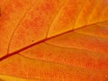 Autumn leaf texture Royalty Free Stock Photo