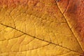 Autumn leaf texture Royalty Free Stock Photo