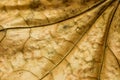 Autumn leaf texture Royalty Free Stock Photo