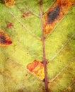 Autumn leaf texture Royalty Free Stock Photo
