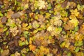 Autumn leaf texture. Royalty Free Stock Photo