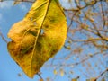 Autumn leaf on a tree