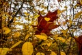 Autumn leaf on tree branch