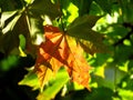 Autumn leaf Royalty Free Stock Photo